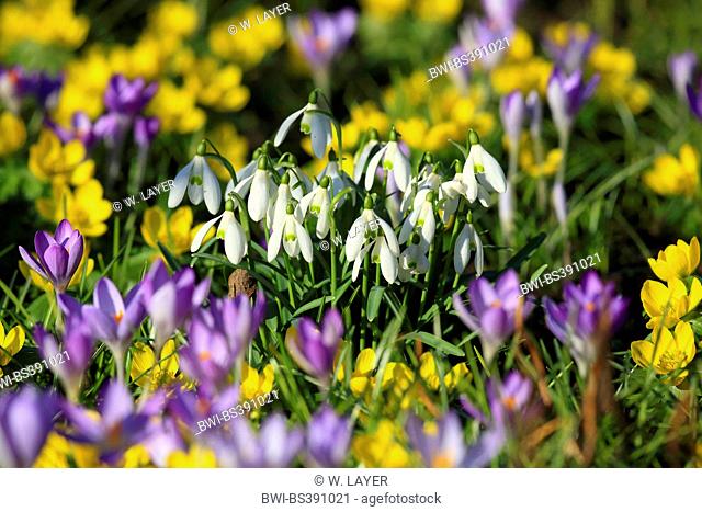 common snowdrop (Galanthus nivalis), with crocuses and snowdrops in a garden, Germany