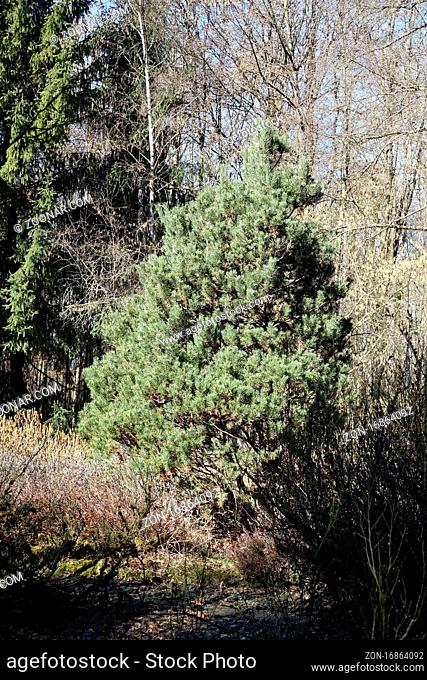 Pinus mugo ssp. rotundata, Moorkiefer, bog pine