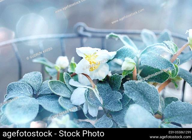 Christmas roses in basket on a frosty winter day with tender bokeh for festive greetings. Background with short depth of field for a christmas concept