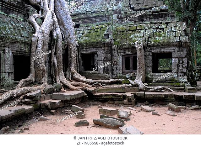 Ta Prohm ruins with kapok tree at Angkor Wat, Cambodja