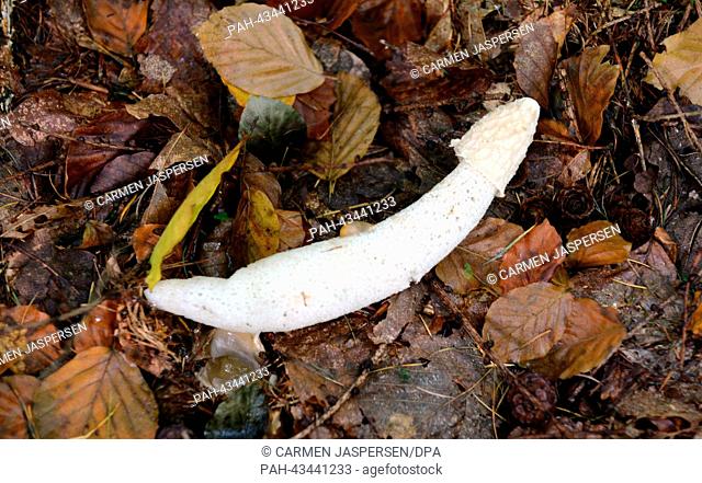 A stinkhorn (genus Phallus) lies on the ground in the forest of the natural reserve Hasbruch near Hude, Germany, 13 October 2013