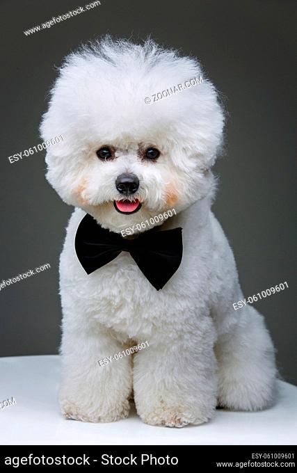 beautiful bichon frisee dog in black bowtie sitting over grey background. copy space