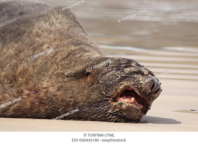 Grumpy male sealion