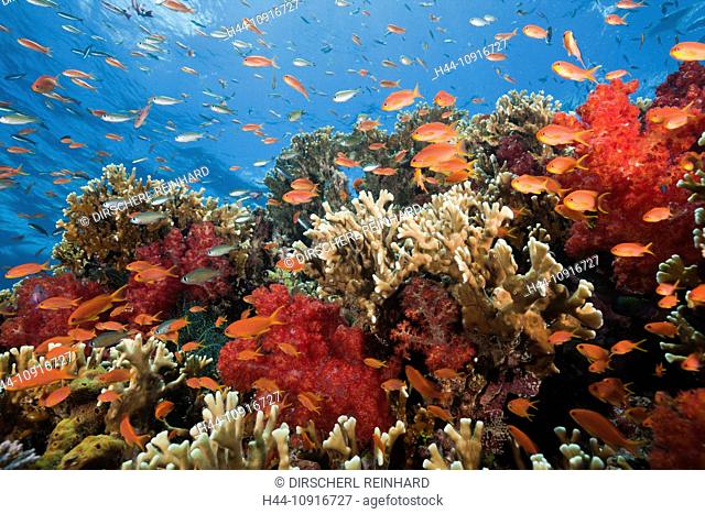 Lyretail Anthias, Coral Reef, Pseudanthias squamipinnis, Gau, Lomaiviti, Fiji, Anthia, Anthias, Lyretail Anthias, Basslets, Coral fishes, Coalfish, Coral Fishes