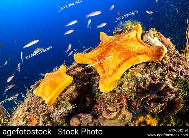 Two Penta star, Peltaster placenta, Marine Protected area Punta Campanella, Massa Lubrense, Penisola Sorrentina, Costa Amalfitana, Italy, Tyrrhenian Sea