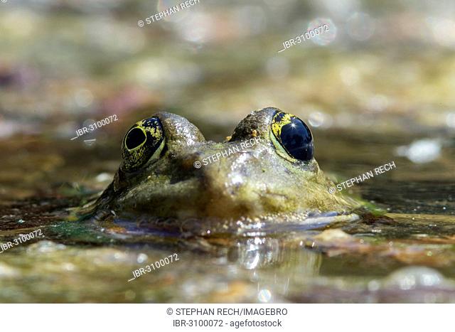 Edible Frog or Common Water Frog (Pelophylax esculentus)
