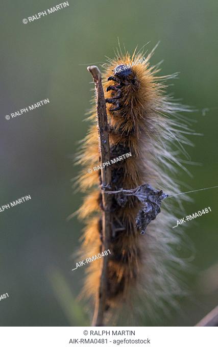 Arctia caja - Garden tiger moth - Braune Bär, Russia (Jekaterinburg), larvae