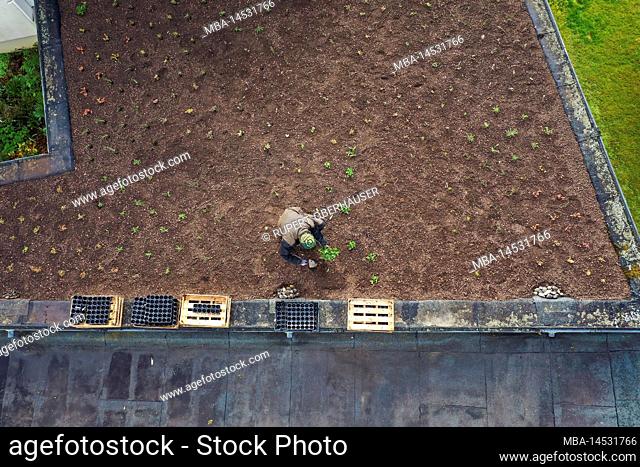 Mülheim an der Ruhr, North Rhine-Westphalia, Germany, flat roof with green roof. Gardener planting sedum plants