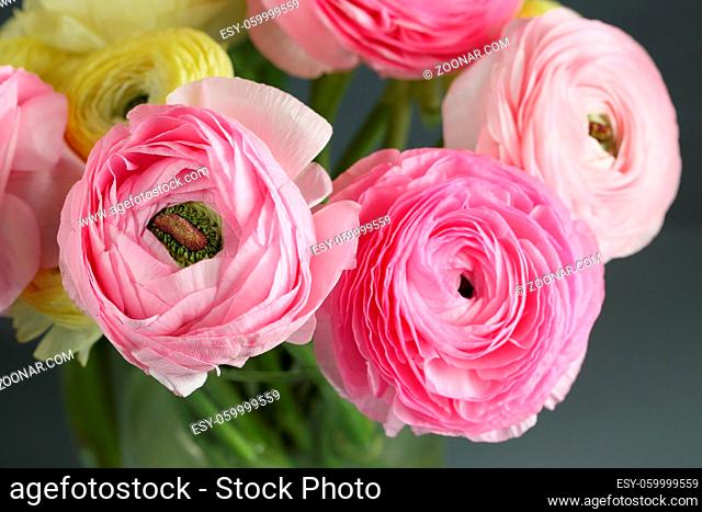 Multicolor buttercup, Ranunculus in the glass vase on the gray background