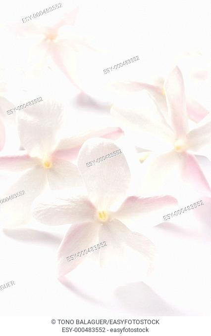 jasmine flowers over white studio background  High key soft image