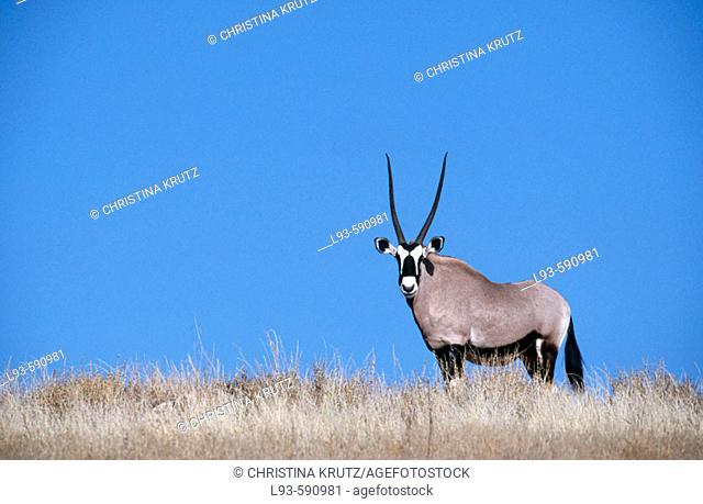 Gemsbok (Oryx gazella). Kgalagadi Transfrontier Park. Kalahari, South Africa