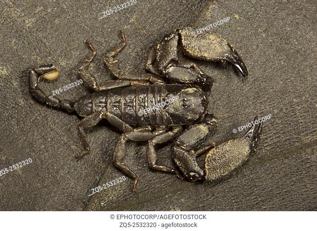 Wood scorpion, Liocheles sp, Hemiscopiidae, Manu, Tripura, India