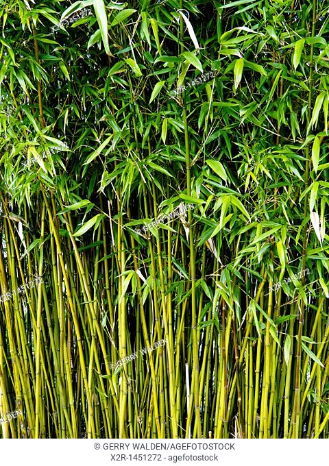 Bamboo stems growing at John Hillier Gardens, Romsey, Hampshire, England