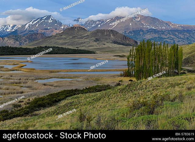 Poplar trees in front of the Andes, Patagonia National Park, Chacabuco valley near Cochrane, Aysen Region, Patagonia, Chile, South America