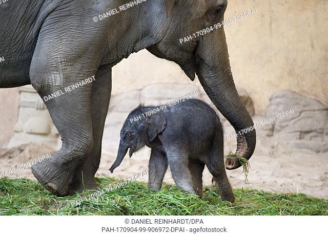 AÂ newborn elephant girl stands in front of her mother Salvana in her enclosure at the Tierpark Hagenbeck zoo in Hamburg, Germany, 4 September 2017