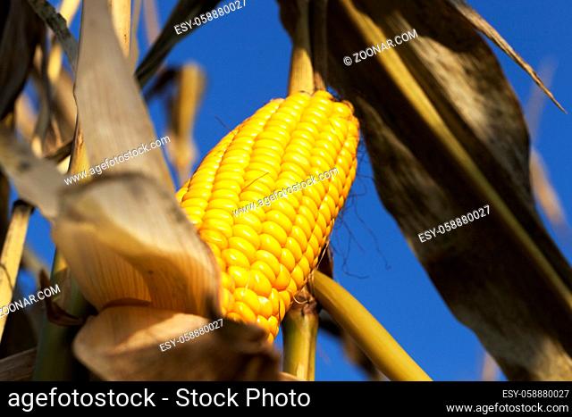 open corn cobs of ripe yellow and solid corn kernels on stems prior to harvest, closeup