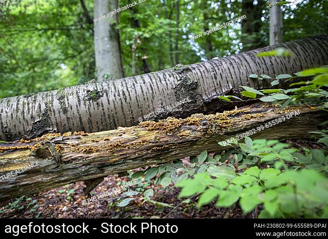PRODUCTION - 01 August 2023, North Rhine-Westphalia, Königswinter: Mushrooms grow on a fallen tree trunk in the forest of the Siebengebirge
