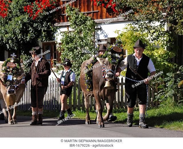Ceremonial driving down of cattle from the mountain pastures, returning of the cattle to their respective owners, Pfronten, Ostallgaeu district, Allgaeu region