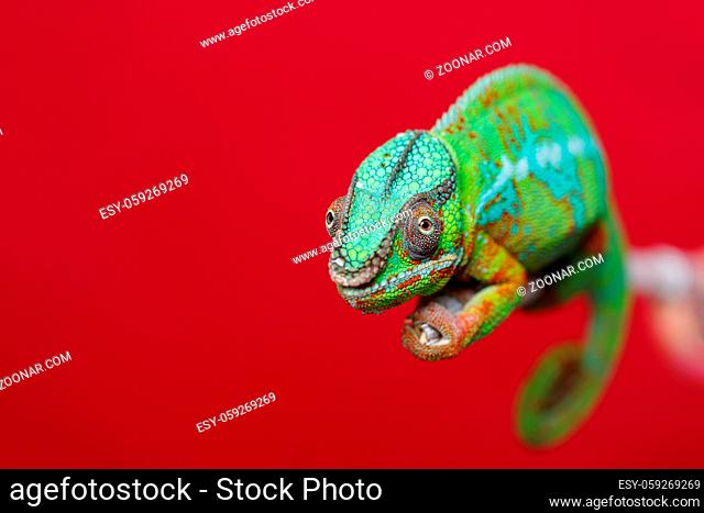 alive chameleon reptile sitting on branch. studio shot over red background. copy space