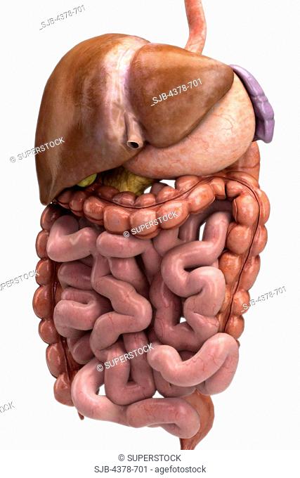 Three-quarter view of the organs of the digestive system