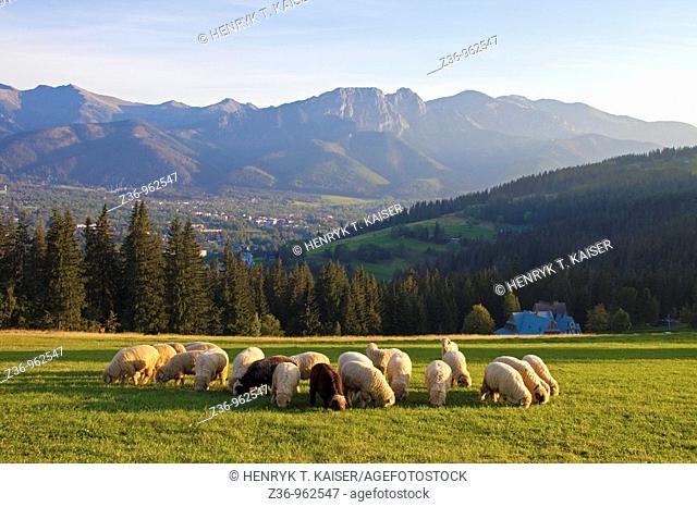 Tatras Mountains, sheep, Gubalowka, Zakopane, Poland