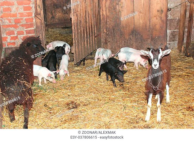 goats with kids and piglets in the cattle-shed