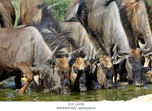blue wildebeest, brindled gnu, white-bearded wildebeest (Connochaetes taurinus), herd at the water hole, South Africa, Kgalagadi Transfrontier National Park