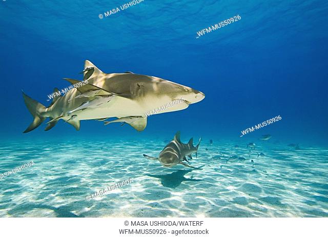 Lemon Sharks, Negaprion brevirostris, West End, Grand Bahamas, Caribbean Sea, Bahamas