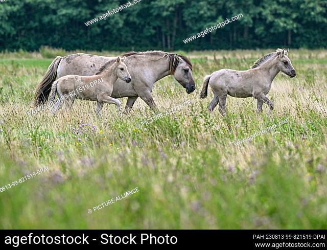 PRODUCTION - 07 August 2023, Brandenburg, Liebenthal: On a large pasture in the district of Oberhavel, north of Berlin, run animals of the Liebenthal herd of...