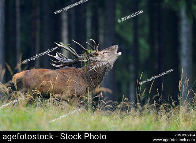 Röhrender Rothirsch, Cervus elaphus, Herbst, Deutschland Belling Red deer, Cervus elaphus, Autumn, Germany, Europe