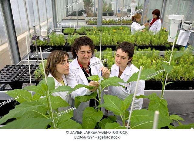 Tobacco biofactory plants,  biosafety greenhouse, P2, Neiker Tecnalia, Instituto de Investigación y Desarrollo Agrario, Ganadero, Forestal y del Medio Natural