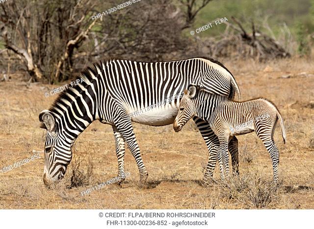 Grevy's Zebra (Equus grevyi) adult female and foal, standing in semi-desert dry savannah, Samburu National Reserve, Kenya, August