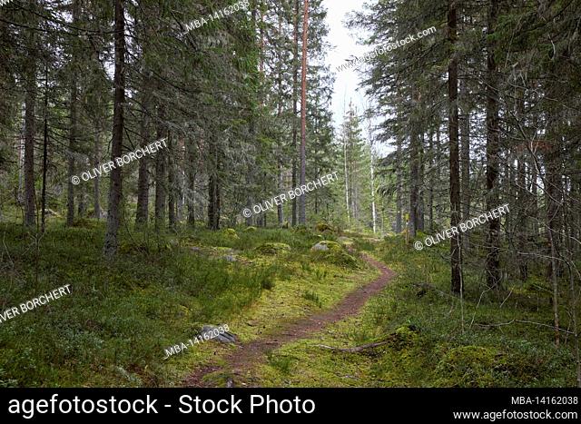 europe, scandinavia, finland, forest, path