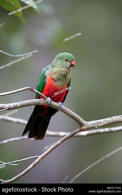 Australian King Parrot, female, New South Wales (Alisterus scapularis scapularis), Australia, Oceania
