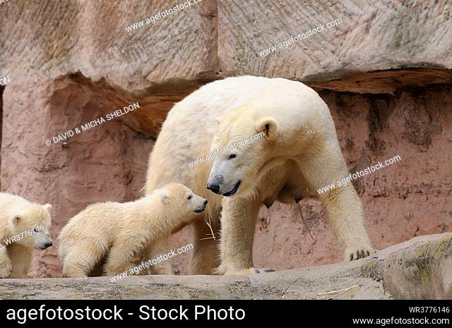 Young polar bears (Ursus maritimus) with mother