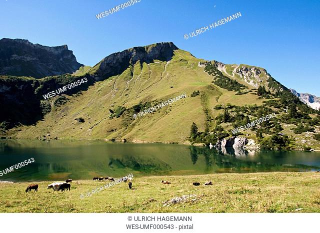 Austria, View of Lake Traualpsee, cows in foreground