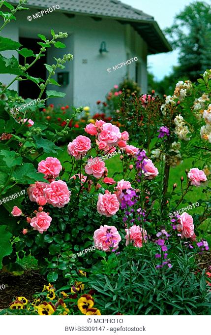 ornamental rose (Rosa 'Bonica 82', Rosa Bonica 82), cultivar Bonica 82
