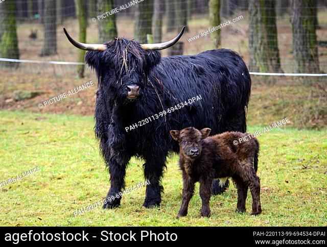 13 January 2022, Brandenburg, Baruth: A few days old Highland calf stands next to its mother Berta in the Johannismühle Game Park