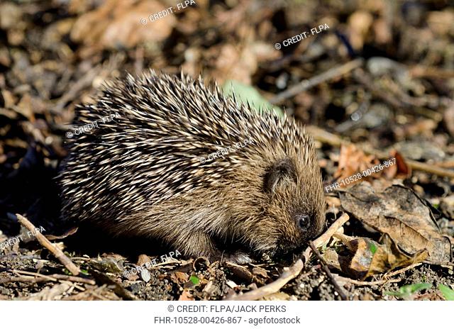European Hedgehog (Erinaceus europaeus) immature, foraging amongst leaf litter, Foston, Lincolnshire, England, August