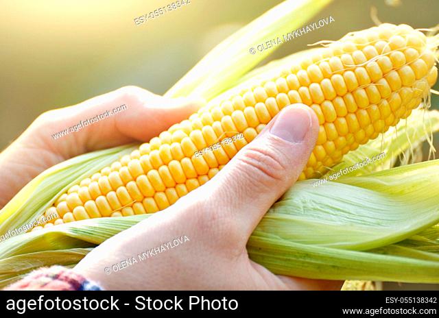 Harvest ready unwrapped corn cobs in farmer's hands closeup