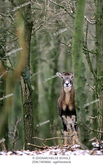 Moufflon ewe stands in a forest with young oaks