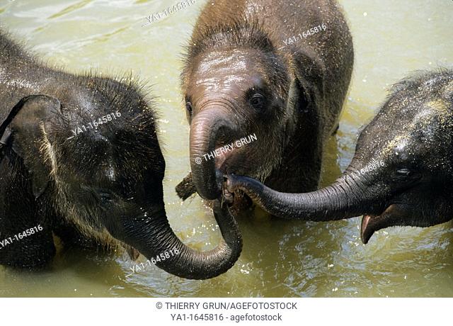 Three babies Asian elephants playing with trunk elephas maximus in Maha Oya river, Pinnawela Orphanage, Kegalle near Kandy, Sri Lanka