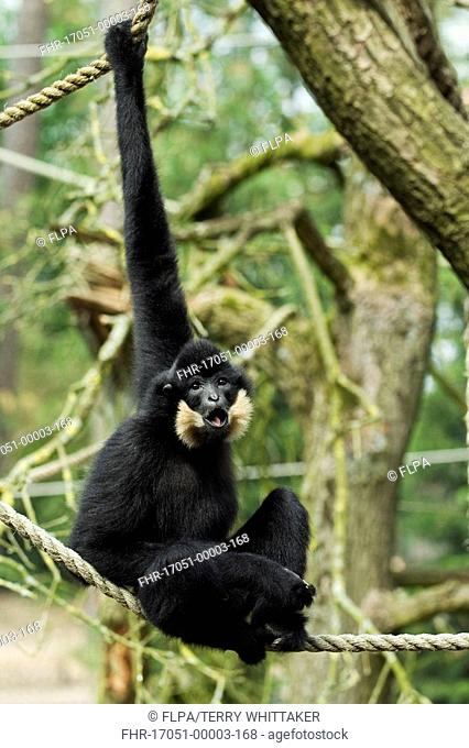 Yellow-cheeked Gibbon Nomascus gabriellae adult, hanging from rope, captive
