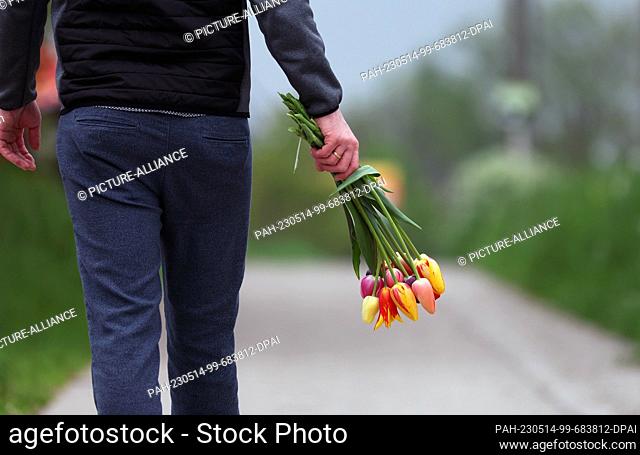 14 May 2023, Bavaria, Utting: A man walks along a path with a bouquet of tulips he has just plowed himself. Photo: Karl-Josef Hildenbrand/dpa