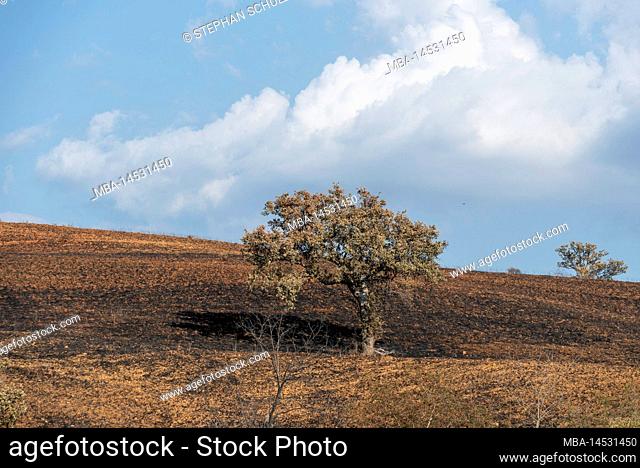 Burn marks, wildfire in Tuscany, tumbleweed fire, single tree, Cinigiano, Tuscany, Italy