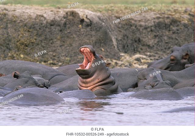 Hippopotamus Hippopotamus amphibius Group with baby yawning - Chobe N P , Botswana
