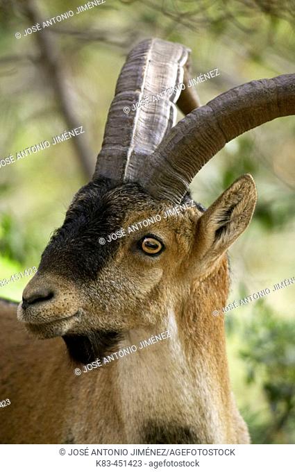 Spanish Ibex (Capra pyrenaica) male