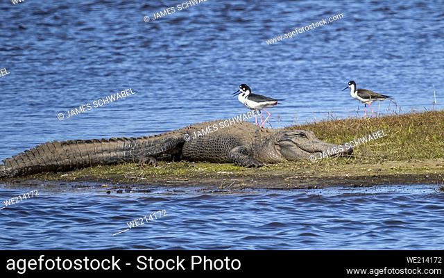 One Alligator on the bank of the Myakka River in Myakka River State Park in Sarasota Florida USA