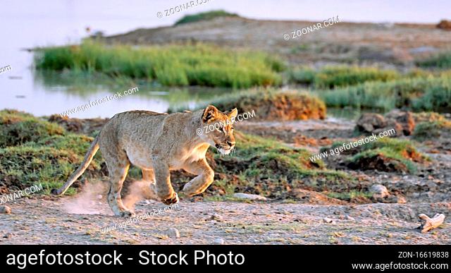 Löwe, Etosha-Nationalpark, Namibia, (Panthera leo) | lion, Etosha National Park, Namibia, (Panthera leo)