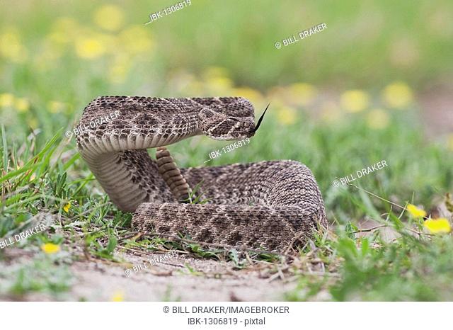 Western Diamondback Rattlesnake (Crotalus atrox), adult in defense posture, Sinton, Corpus Christi, Coastal Bend, Texas, USA